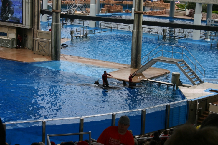 053 Shamu tank at Seaworld